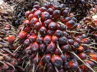 oil palm fruit after harvest in kalimantan plantation