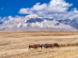 Fototapeta na wymiar Horse grazing in spring landscape.