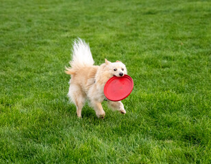 dog on grass
