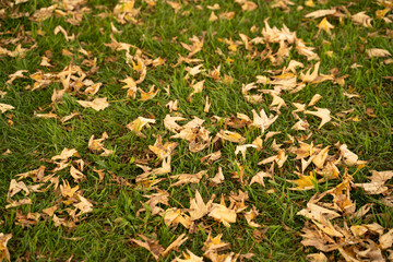 autumn leaves background