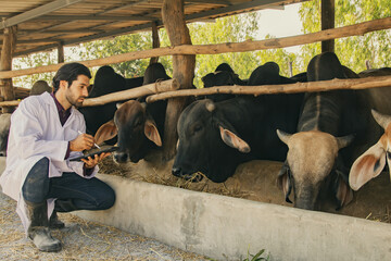 Male veterinarian livestock officer sits examines health bull in the pen observe eating habits...
