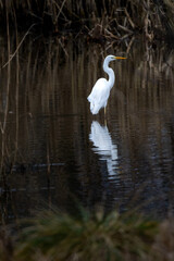 Silberreiher an einem Teich im Winter | Reiher