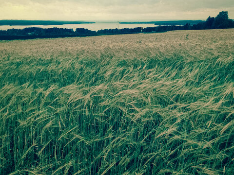 Oats field with outlook over Storsjon lake in Jamtland, Sweden