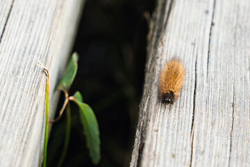 Small hairy caterpillar walks on the wood. Solitary processionary with orange fuzz continues along the edge of a wooden plank. Nature, slowness and photography of small animals.