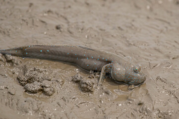 干潟で休むムツゴロウ