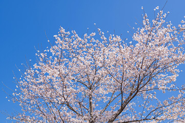 青空とソメイヨシノ