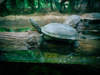 Obraz premium turtle on a rock