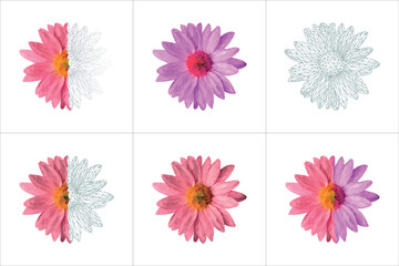 pink geometric daisy flower triangulated realistic chamomile
