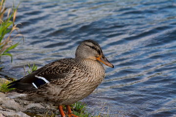 ptak, kaczka, pływa w stawie, jeziorze,  © Hubert