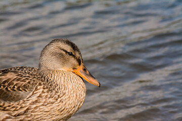 ptak, kaczka, pływa w stawie, jeziorze,  © Hubert