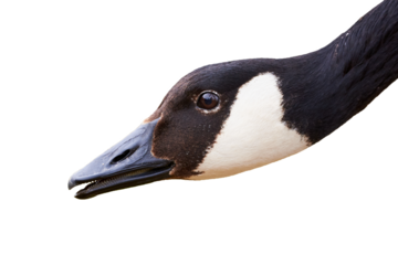 Canada Goose head close-up isolated ( Branta Canadensis )