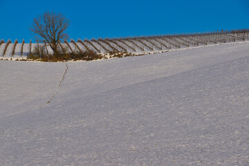 Vigneti innevati