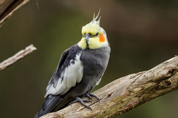 Cockatiel - endemic small cockatoo of arid Australia
