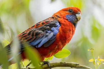 Crimson Rosella in Victoria, Australia