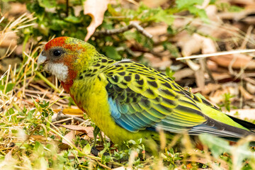 Eastern Rosella in Victoria, Australia