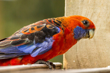 Crimson Rosella in Victoria, Australia