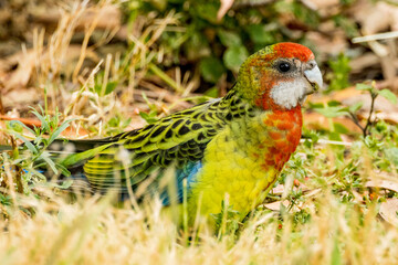 Eastern Rosella in Victoria, Australia