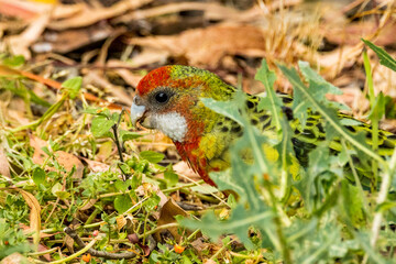 Eastern Rosella in Victoria, Australia
