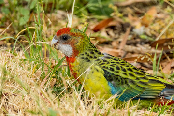 Eastern Rosella in Victoria, Australia