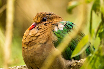 Emerald Dove - large and fat tropical pigeon.