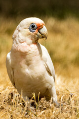 Little Corella in Victoria, Australia