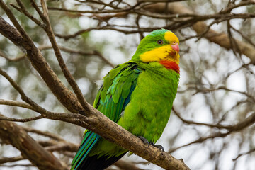 Superb Parrot endemic to southern parts of Australia