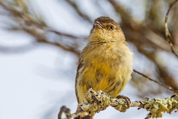 Tiny Weebill in Victoria Australia