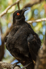 White-winged Chough in Victoria Australia