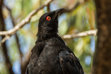 White-winged Chough in Victoria Australia
