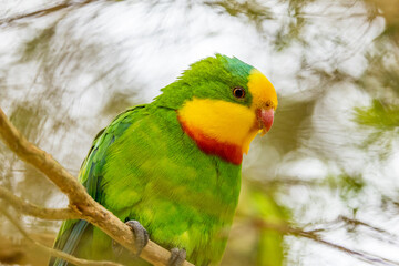 Superb Parrot endemic to southern parts of Australia