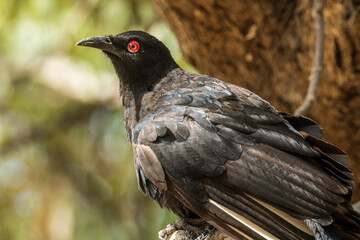 Fototapeta premium White-winged Chough in Victoria Australia