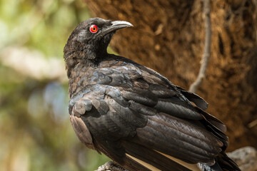 White-winged Chough in Victoria Australia