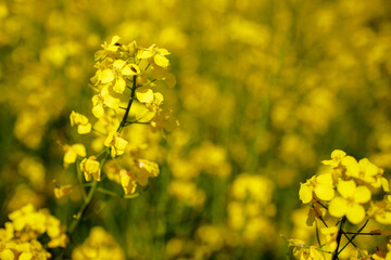 Close up blooming rapeseedin agricultural field. Rapeseed is grown for the production of animal feeds, vegetable oils and biodiesel
