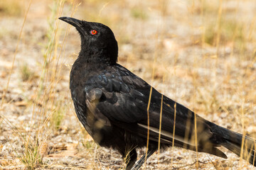 White-winged Chough in Victoria Australia