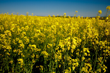 Rapeseed oil in a transparent glass bottle in hand on a background of rapeseed field