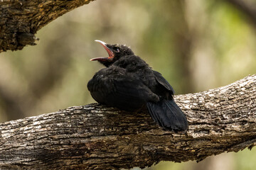 White-winged Chough in Victoria Australia