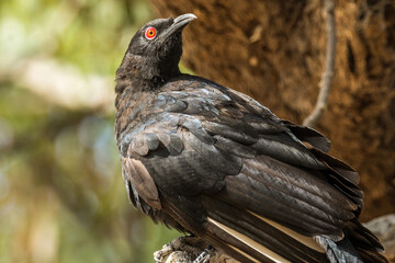 White-winged Chough in Victoria Australia