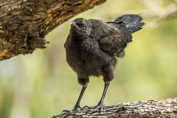 White-winged Chough in Victoria Australia