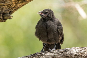 White-winged Chough in Victoria Australia