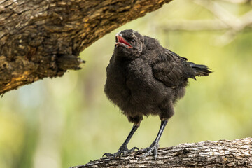 White-winged Chough in Victoria Australia