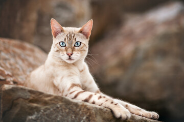 Snow Bengal Close Up