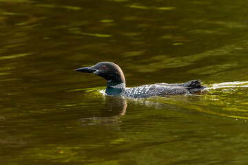 The common loon or great northern diver (Gavia immer)