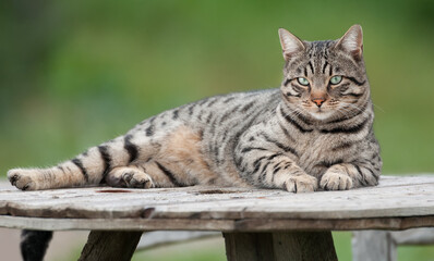 Male Bengal Cat relaxing