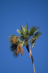 Blue Sky Above a Date Palm Tree in Hawaii.