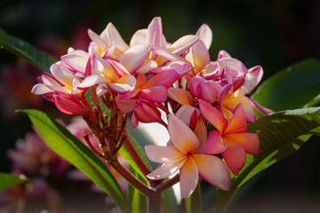 PLUMERIA FOWER