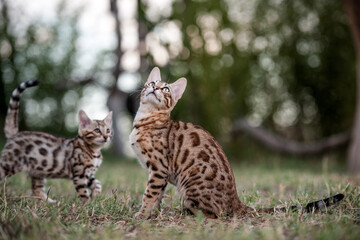 Bengal Kitten playing