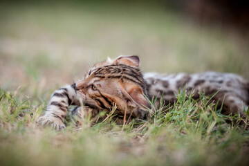 Bengal Kitten playing