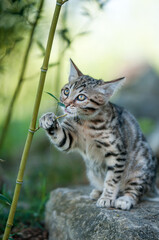 Bengal Kitten eating Bamboo