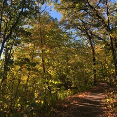 path in forest