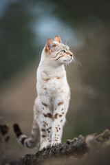 Snow Bengal Cat